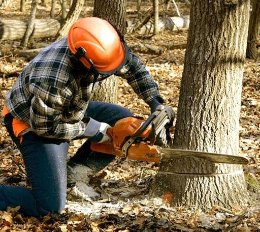 Tree Removal in Hollis, OK